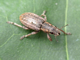 Sitona puncticollis Stephens, 1831