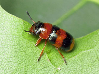 Coptocephala quadrimaculata (Linnaeus, 1767)