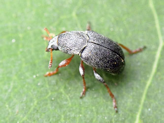 Bruchela rufipes (Olivier, 1790)