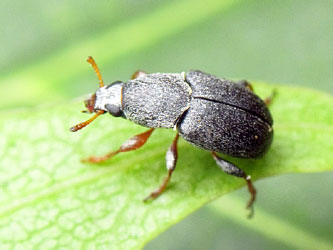 Bruchela rufipes (Olivier, 1790)