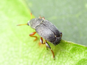 Bruchela rufipes (Olivier, 1790)