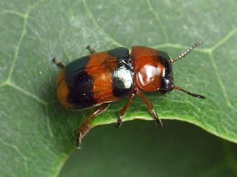 Coptocephala quadrimaculata (Linnaeus, 1767)