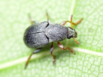 Bruchela rufipes (Olivier, 1790)