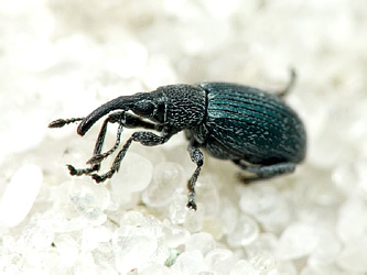 Ceratapion gibbirostre (Gyllenhal, 1813)