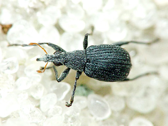 Oxystoma craccae (Linnaeus, 1767)