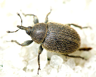 Rhinusa tetra (Fabricius, 1792)