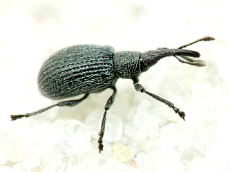 Ischnopterapion loti (W. Kirby, 1808)