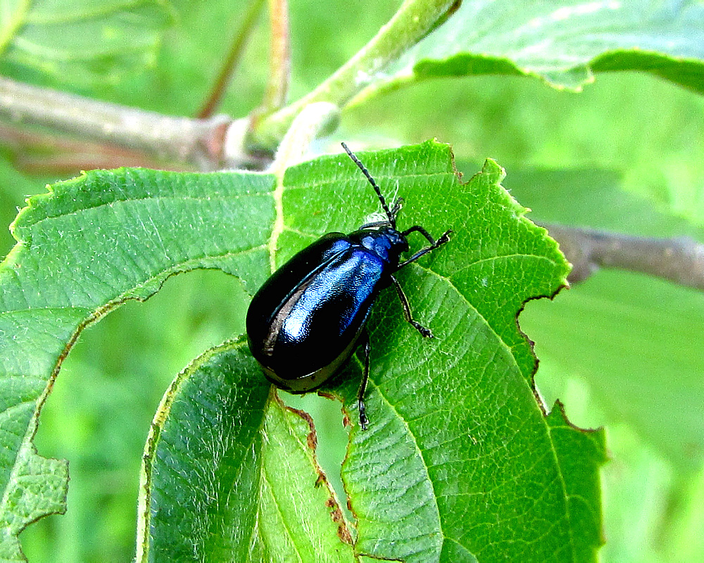 Agelastica alni (Linnaeus, 1758)