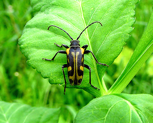 Brachyta interrogationis (Linnaeus, 1758)