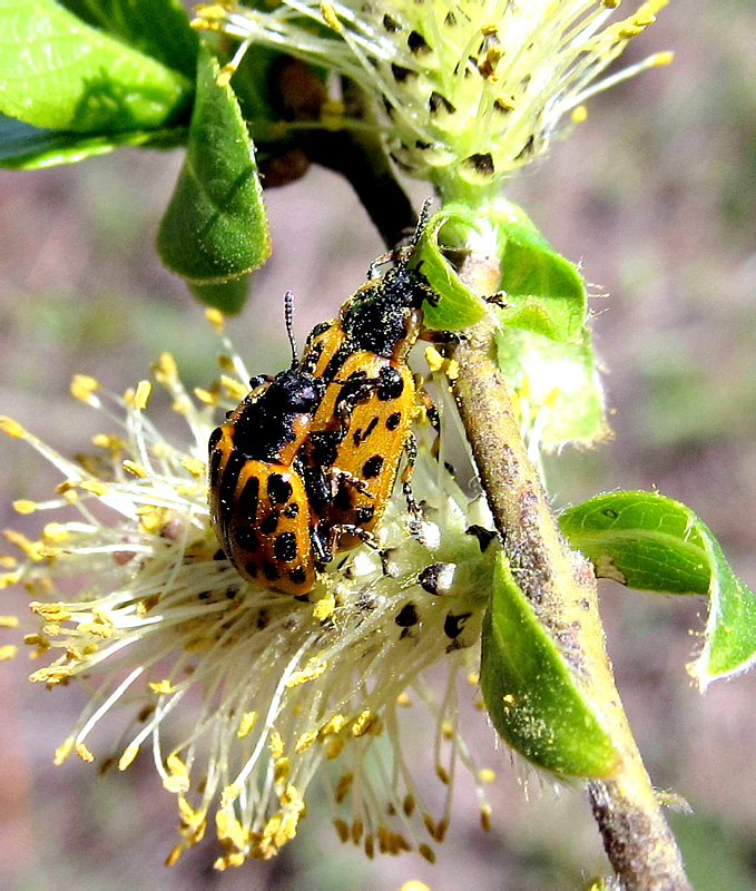 Chrysomela vigintipunctata (Scopoli, 1763)