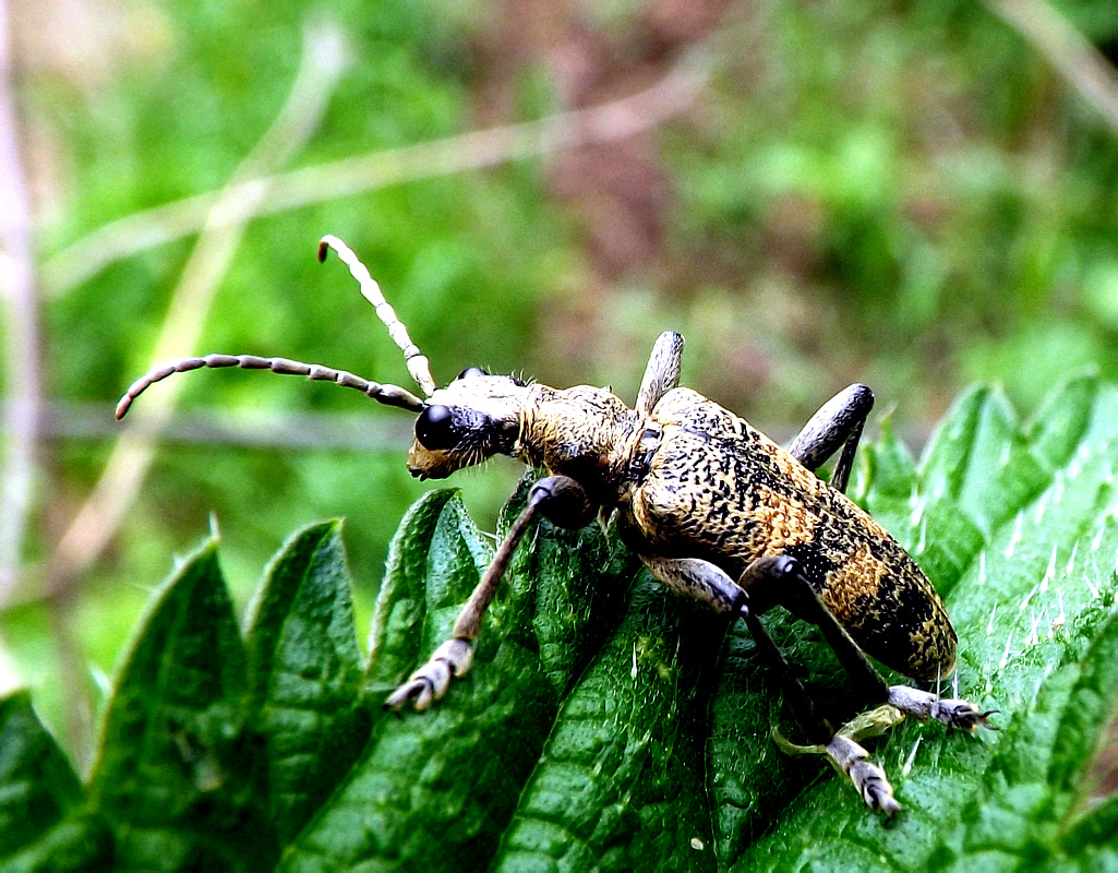 Rhagium (Megarhagium) sycophanta (Schrank, 1781)