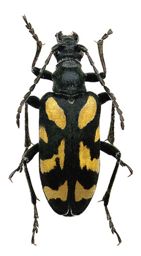 Brachyta variabilis