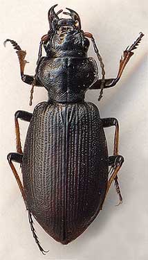 Craspedonotus tibialis, 