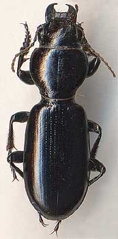 Broscus semistriatus, 