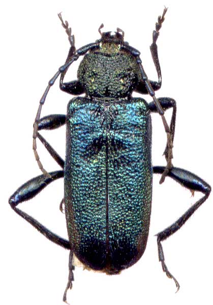 
   Callidium violaceum 