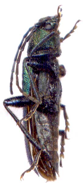 
   Callidium violaceum 