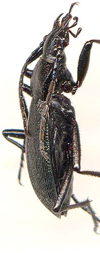 Carabus kabakovi, 