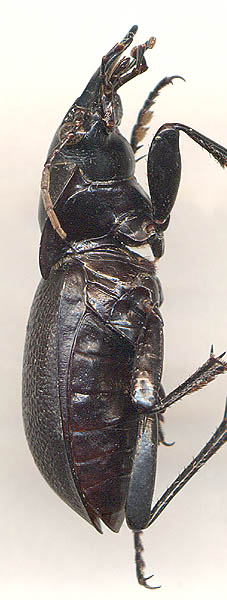 Carabus glyptopterus, 