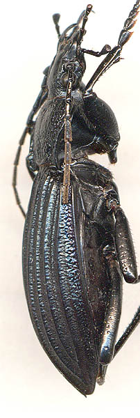 Carabus septemcarinatus, 