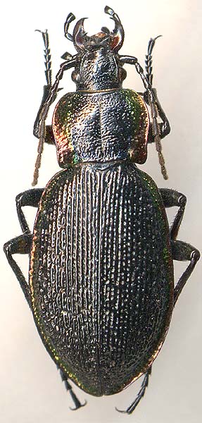 Carabus vietinghoffi fulgidus, 