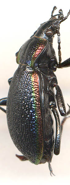 Carabus vietinghoffi fulgidus, 