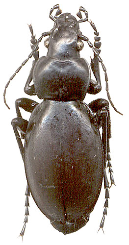 Carabus (Hemicarabus) nitens 