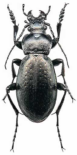 Carabus  spasskianus, 