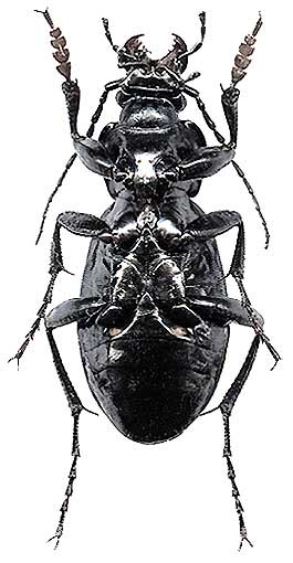 Carabus  spasskianus, 