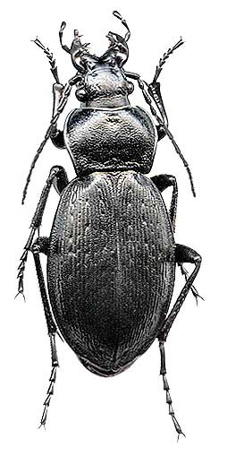 Carabus  spasskianus, 