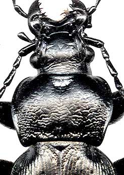 Carabus  spasskianus, 