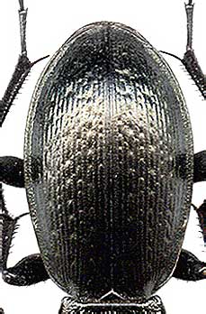 Carabus  spasskianus, 