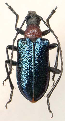 Carilia virginea aemula