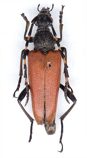 Stictoleptura variicornis  