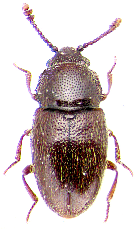 Cryptophagus lapidicola Rtt.