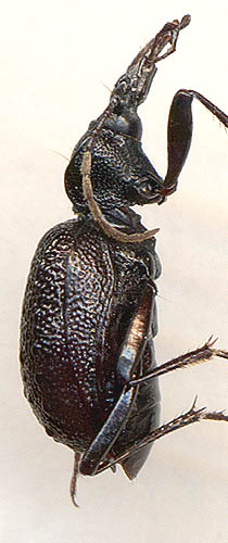 Cychrus koltzei, 