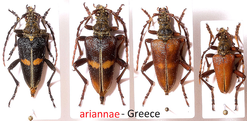 Akimerus schaefferi ariannae Pesarini et Sabbadini, 2007 - 