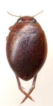 Hyphydrus ovatus, 