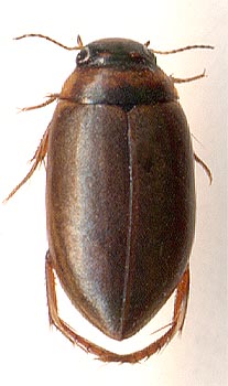 Agabus arcticus alpinus, 