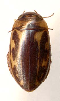 Platambus maculatus, 