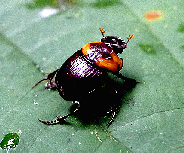 Scarabaeidae: Canthon sp.