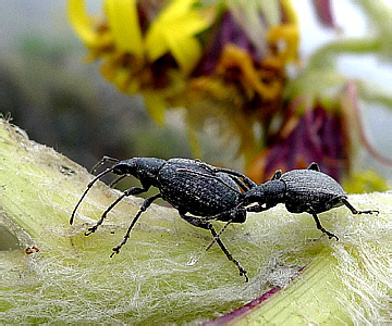 Curculionidae: Entiminae: Parasystates congoanus Hustache, 1923