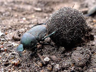 Scarabaeidae: Gymnopleurus sp.