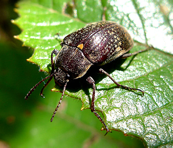 Tenebrionidae: Heleini: Pachycoelia cf. sulcicollis Boisduval, 1835