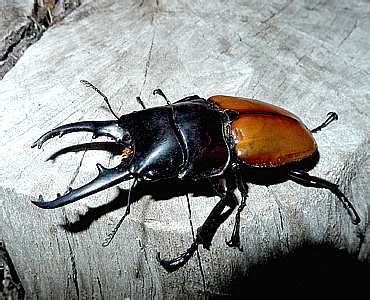 Lucanidae: Prosopocoilus lafertei (Reiche, 1852)