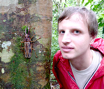 Cerambycidae: Macrodontia cervicornis (L., 1758)