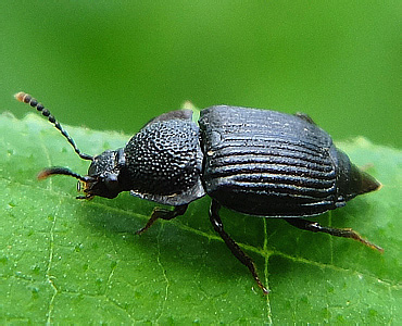 Staphylinidae: Apateticini: Apatetica sp.