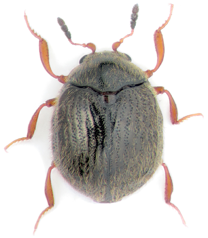 Aspidiphorus japonicus Rtt.