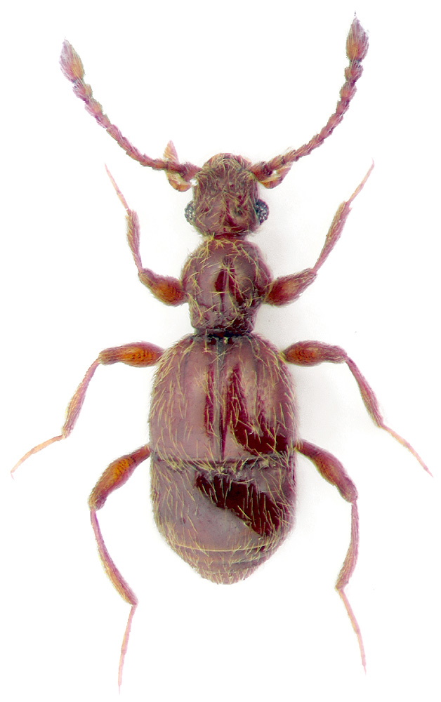 Batriscenellus vicarius Loebl