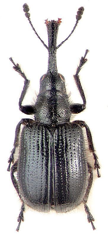 Involvulus aethiops Bach