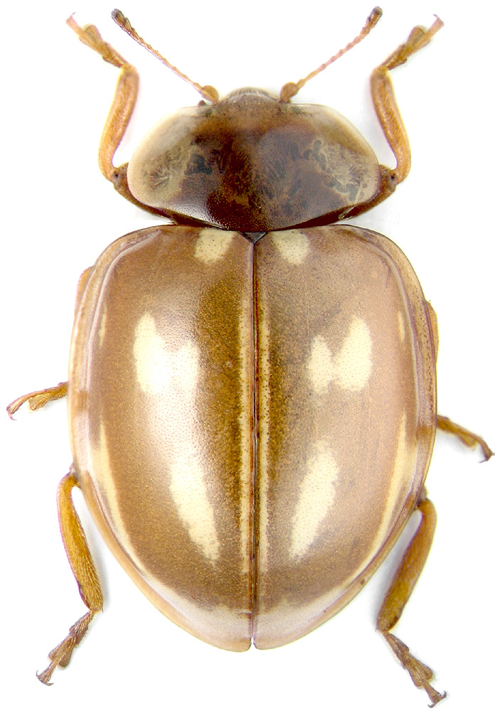 Neomyzia oblongoguttata L.